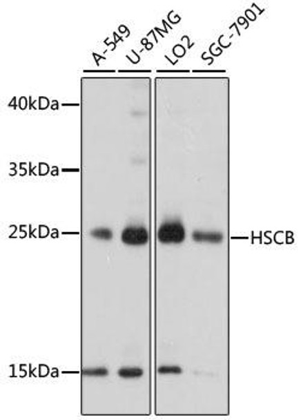 Signal Transduction Antibodies 2 Anti-HSCB Antibody CAB15961