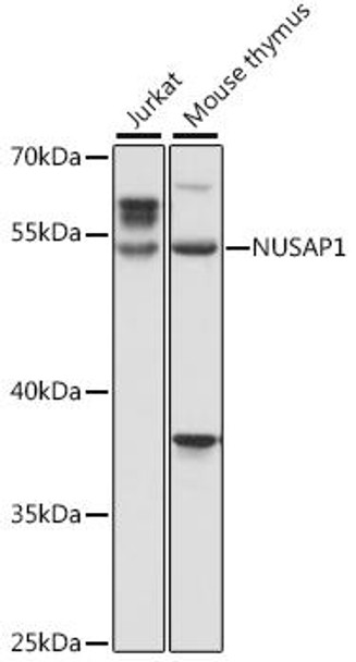 Cell Cycle Antibodies 1 Anti-NUSAP1 Antibody CAB16000