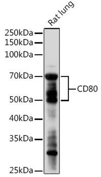 Immunology Antibodies 2 Anti-CD80 Antibody CAB16039