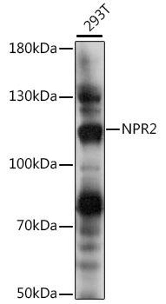 Metabolism Antibodies 3 Anti-NPR2 Antibody CAB16061