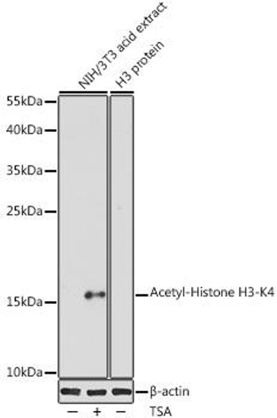 Epigenetics and Nuclear Signaling Antibodies 2 Anti-Acetyl-Histone H3-K4 Antibody CAB16078