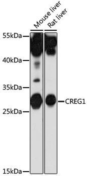 Developmental Biology Anti-CREG1 Antibody CAB16081