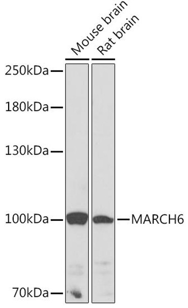 Signal Transduction Antibodies 2 Anti-MARCH6 Antibody CAB16096