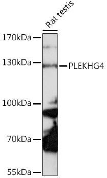 Cell Biology Antibodies 6 Anti-PLEKHG4 Antibody CAB16112