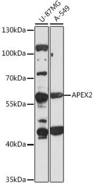 Cell Cycle Antibodies 1 Anti-APEX2 Antibody CAB16116