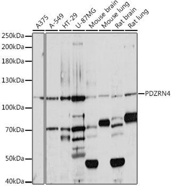Cell Biology Antibodies 6 Anti-PDZRN4 Antibody CAB16119