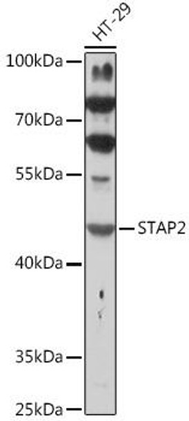 Cell Biology Antibodies 6 Anti-STAP2 Antibody CAB16131