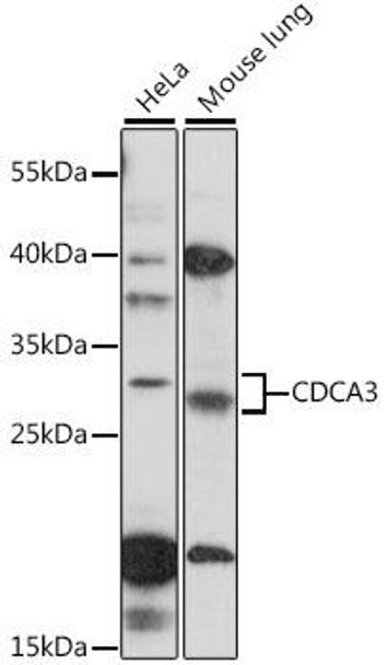 Cell Cycle Antibodies 1 Anti-CDCA3 Antibody CAB16151