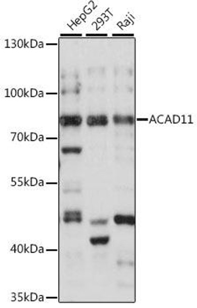 Metabolism Antibodies 3 Anti-ACAD11 Antibody CAB16153