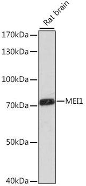 Cell Biology Antibodies 6 Anti-MEI1 Antibody CAB16172