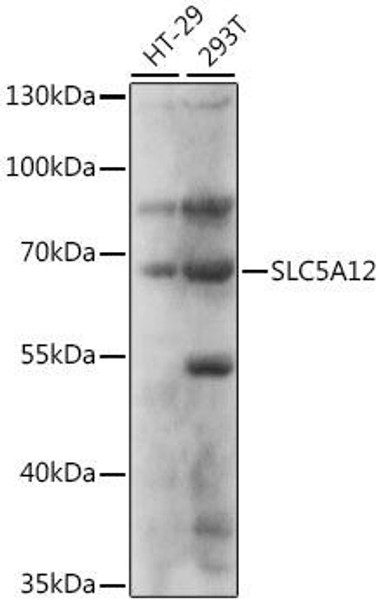 Signal Transduction Antibodies 2 Anti-SLC5A12 Antibody CAB16177