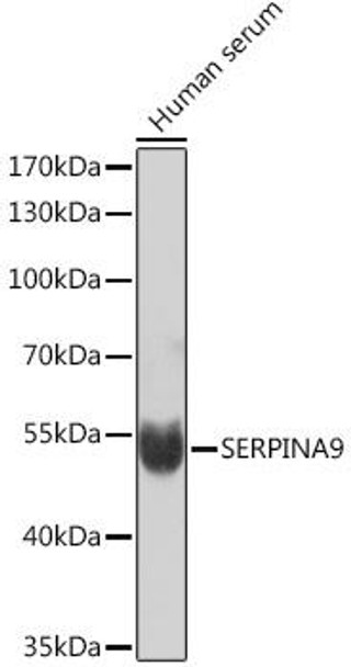 Cell Biology Antibodies 6 Anti-SERPINA9 Antibody CAB16182