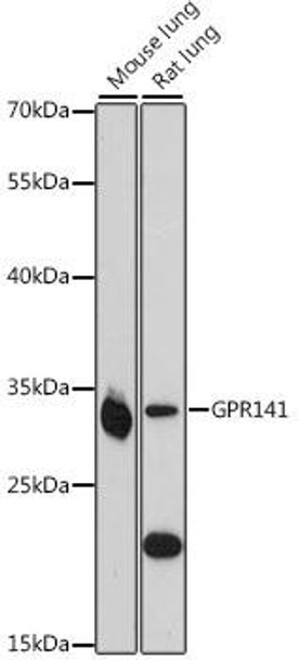 Signal Transduction Antibodies 2 Anti-GPR141 Antibody CAB16184