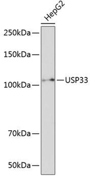 Cell Biology Antibodies 6 Anti-USP33 Antibody CAB16187