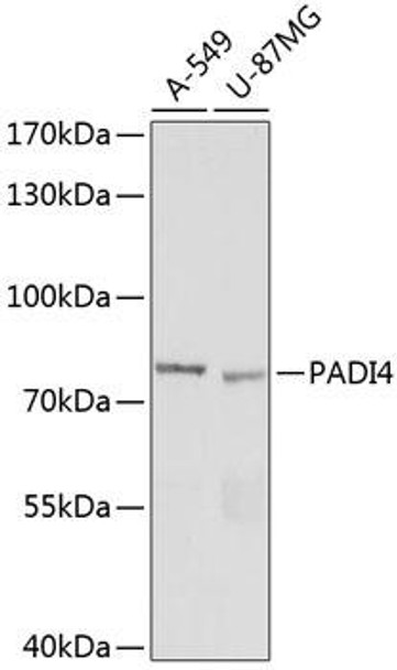 Immunology Antibodies 2 Anti-PADI4 Antibody CAB16188