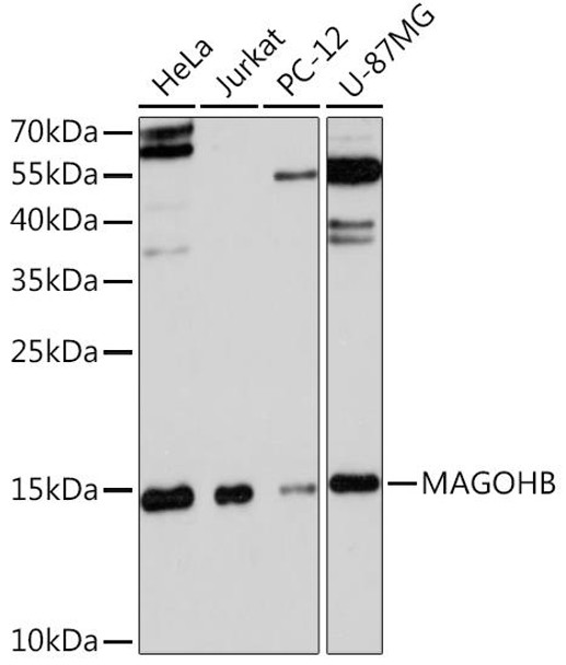 Epigenetics and Nuclear Signaling Antibodies 2 Anti-MAGOHB Antibody CAB16192