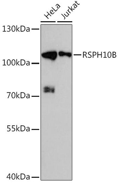 Cell Biology Antibodies 6 Anti-RSPH10B Antibody CAB16196