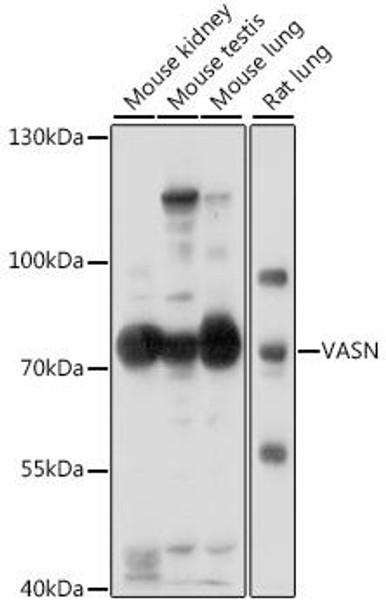 Cell Biology Antibodies 6 Anti-VASN Antibody CAB16215