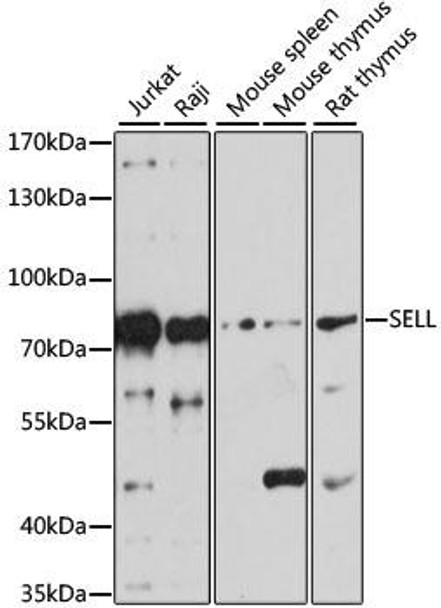 Cell Biology Antibodies 6 Anti-SELL Antibody CAB1622