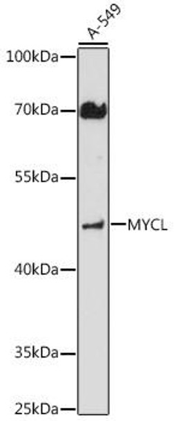 Cell Biology Antibodies 6 Anti-MYCL Antibody CAB16301