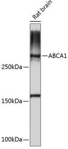 Metabolism Antibodies 2 Anti-ABCA1 Antibody CAB16337