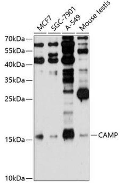 Cell Biology Antibodies 7 Anti-CAMP Antibody CAB1640