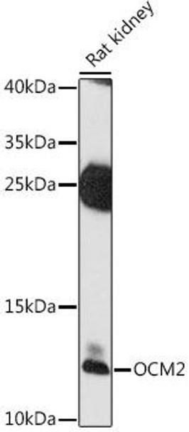 Cell Biology Antibodies 7 Anti-OCM2 Antibody CAB16410