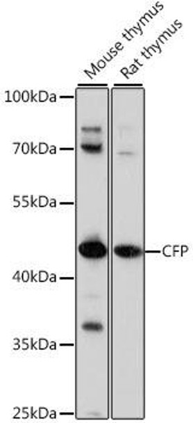 Immunology Antibodies 2 Anti-CFP Antibody CAB16414