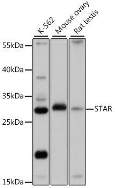 Cell Biology Antibodies 7 Anti-STAR Antibody CAB16432