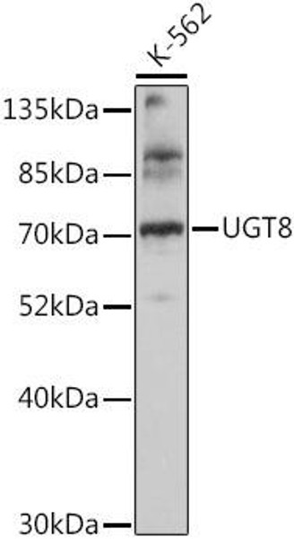 Metabolism Antibodies 2 Anti-UGT8 Antibody CAB16442