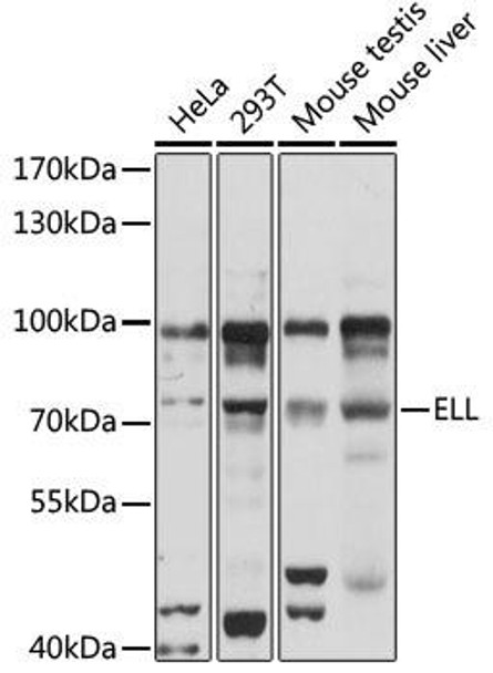 Epigenetics and Nuclear Signaling Antibodies 2 Anti-ELL Antibody CAB16449