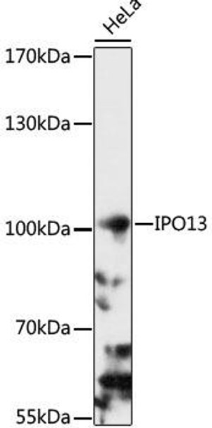 Cell Biology Antibodies 7 Anti-IPO13 Antibody CAB16472