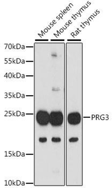 Cell Biology Antibodies 7 Anti-PRG3 Antibody CAB16481