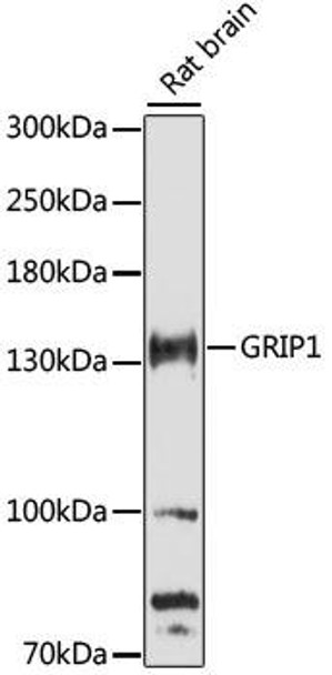 Cell Biology Antibodies 7 Anti-GRIP1 Antibody CAB16503