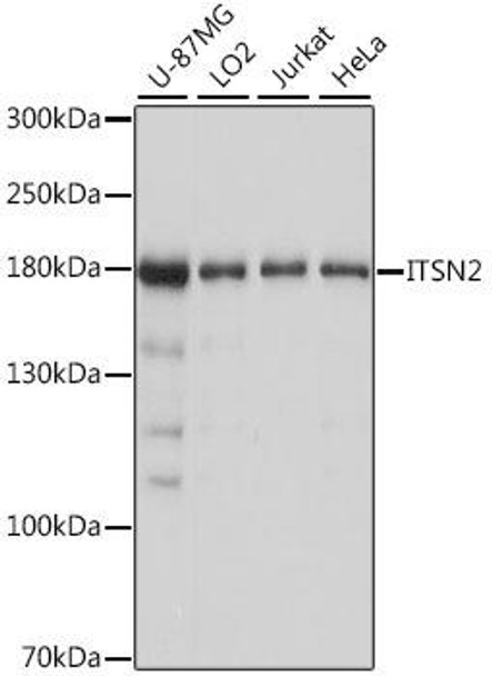 Developmental Biology Anti-ITSN2 Antibody CAB16525