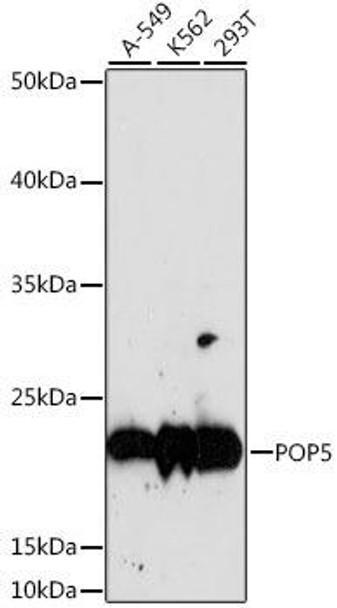 Epigenetics and Nuclear Signaling Antibodies 2 Anti-POP5 Antibody CAB16530