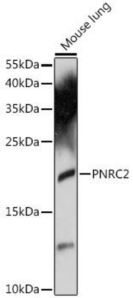 Epigenetics and Nuclear Signaling Antibodies 2 Anti-PNRC2 Antibody CAB16549