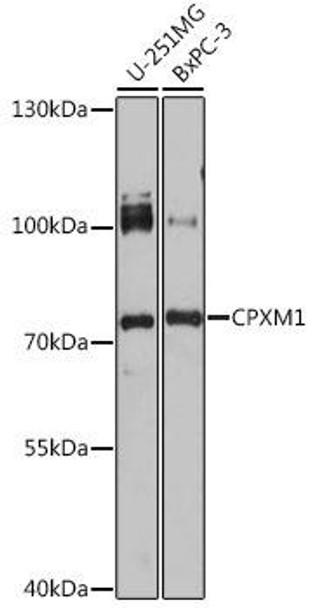 Cell Biology Antibodies 7 Anti-CPXM1 Antibody CAB16552