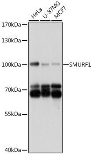 Developmental Biology Anti-SMURF1 Antibody CAB16559