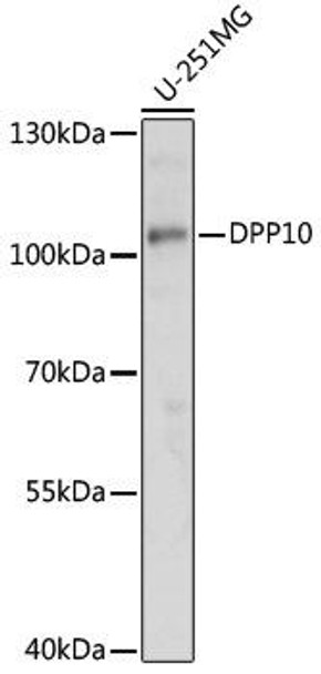 Cell Biology Antibodies 7 Anti-DPP10 Antibody CAB16563