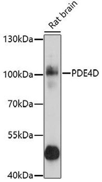 Cell Biology Antibodies 7 Anti-PDE4D Antibody CAB1659