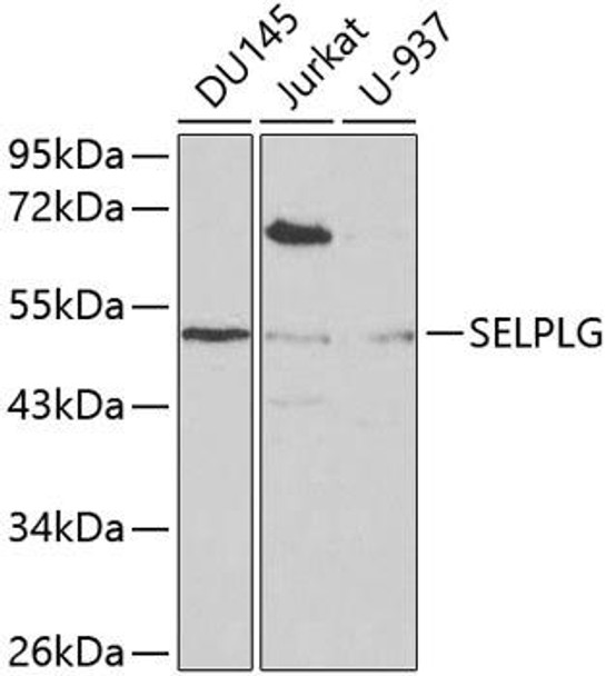 Cell Biology Antibodies 7 Anti-SELPLG Antibody CAB1660