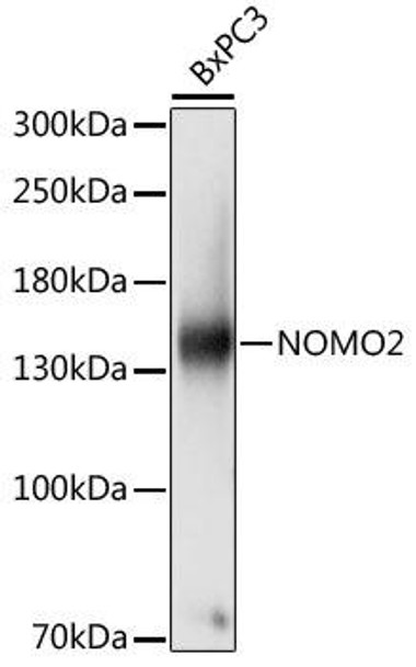 Cell Biology Antibodies 7 Anti-NOMO2 Antibody CAB16614