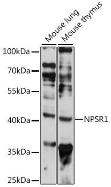 Neuroscience Anti-NPSR1 Antibody CAB16619