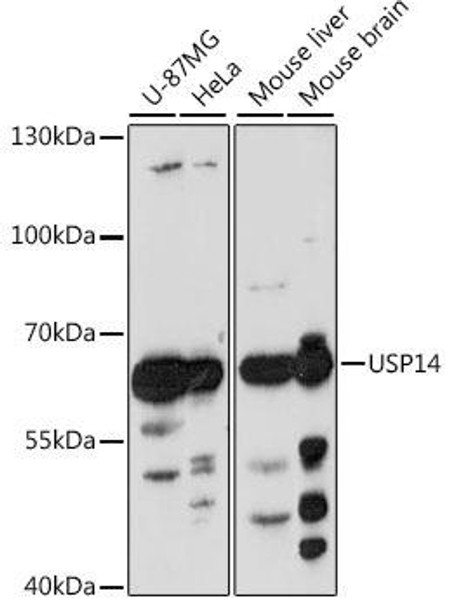 Immunology Antibodies 2 Anti-USP14 Antibody CAB16643