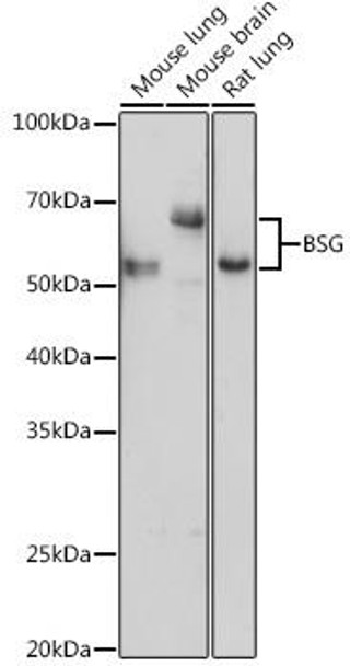 Cell Biology Antibodies 7 Anti-BSG Antibody CAB16662