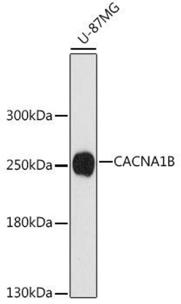 Cell Biology Antibodies 7 Anti-CACNA1B Antibody CAB16687