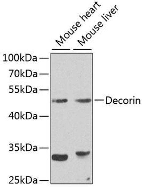 Cell Biology Antibodies 7 Anti-Decorin Antibody CAB1669