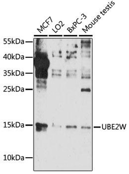 Epigenetics and Nuclear Signaling Antibodies 3 Anti-UBE2W Antibody CAB16691