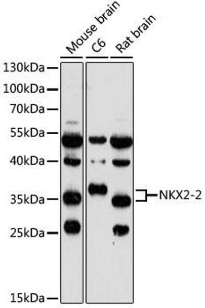Epigenetics and Nuclear Signaling Antibodies 3 Anti-NKX2-2 Antibody CAB16696